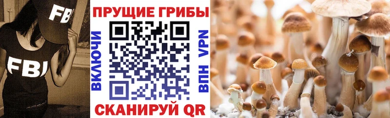 Галлюциногенные грибы Magic Shrooms как найти закладки Шумиха